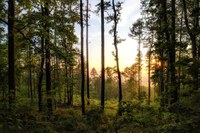 Webinar: Fashions change, Forests stay