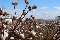 A New Beginning in Uzbekistan: 2021 Monitoring of Child Labour and Forced Labour during the Cotton Harvest